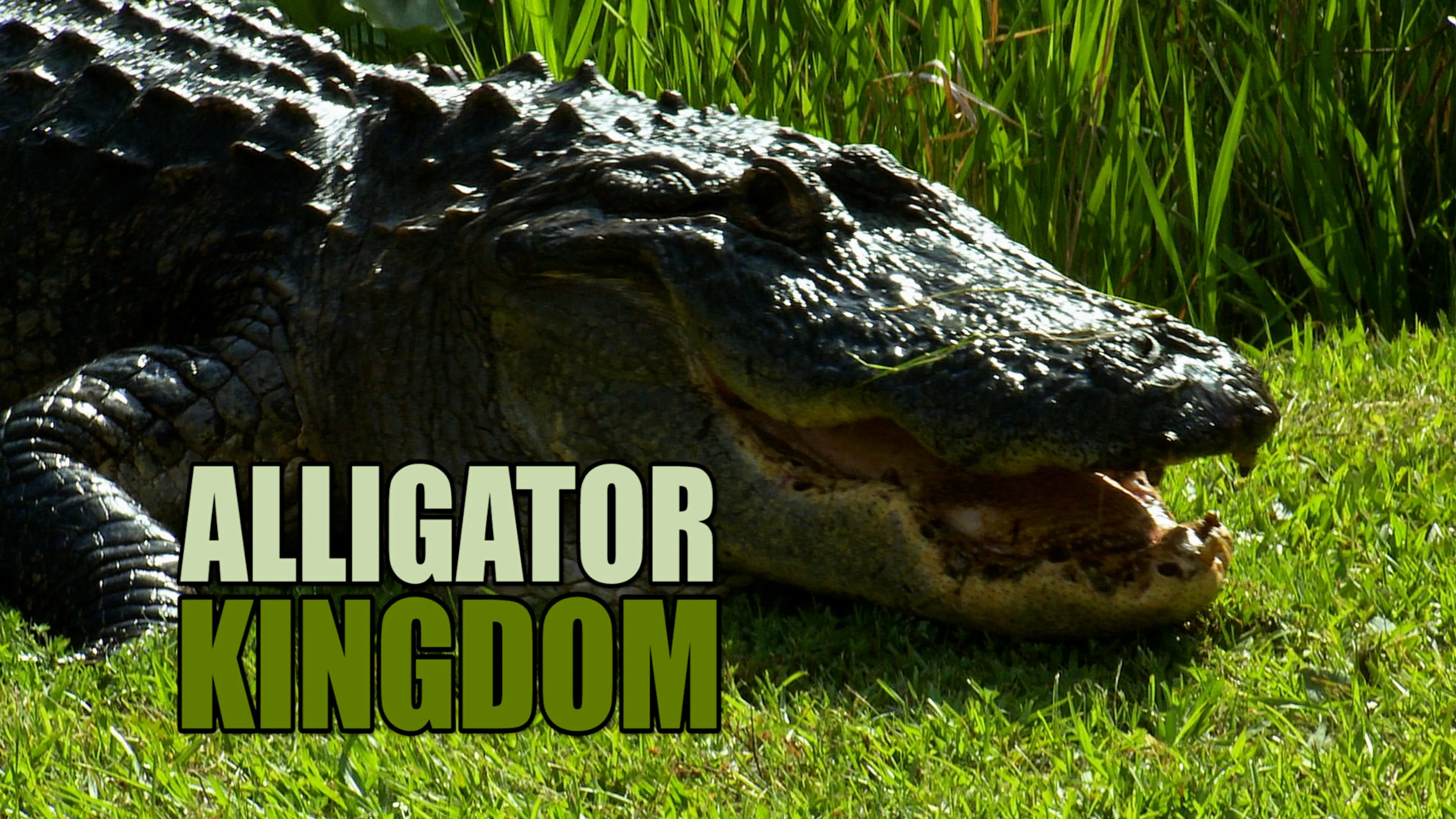 Alligator Kingdom poster